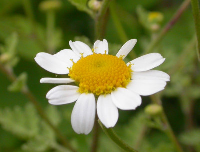 Tanacetum_2.jpg
