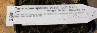 Tanacetum_4.jpg