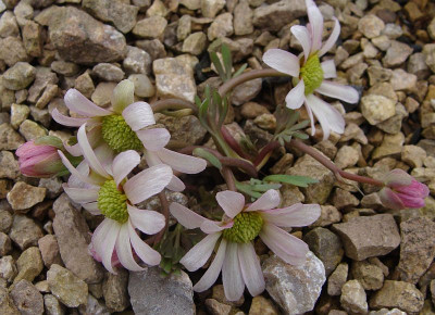 Callianthemum anemonoides19-2.jpg