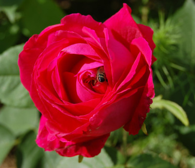 Ulrich_Brunner_fils_K_5098_89.jpg