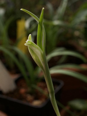 galanthus-narwhal-2019.jpg
