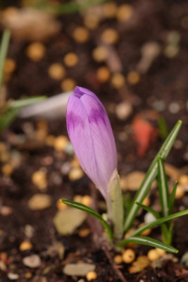 DSCF8510_3789.JPG