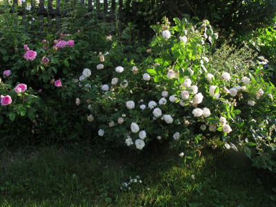 comteblanche015.img.JPG