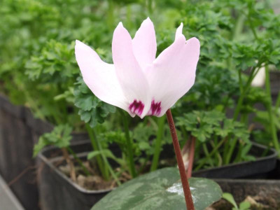 DSCF6013.JPG