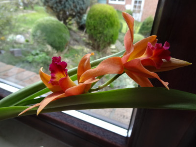 Epidendrum.JPG