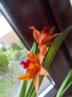 Epidendrum 0.JPG