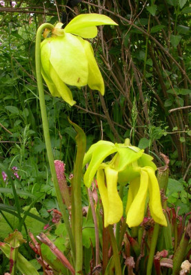 Gelbe_Sarracenia.jpg