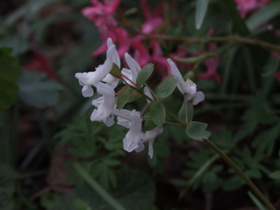 DSCF6052.JPG