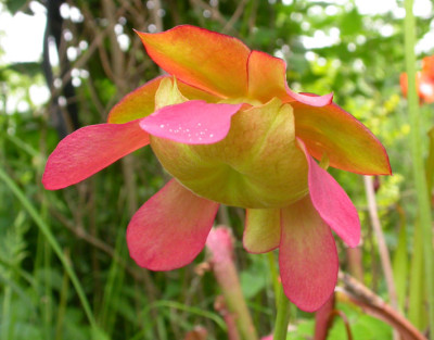 Rote_Sarracenia.jpg