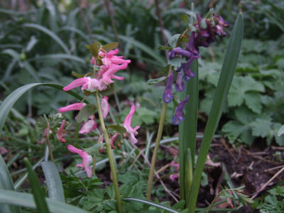 DSCF6061.JPG