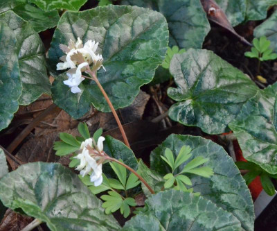 Corydalis_solida-WhiteSwallow.19-1.jpg