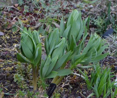 Fritillaria_persica-Adiyaman.19-2.jpg