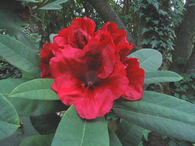 Rhododendron_unbenannt_fars_2007.jpg