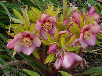 Helleb.Sunrise Shades 3.jpg