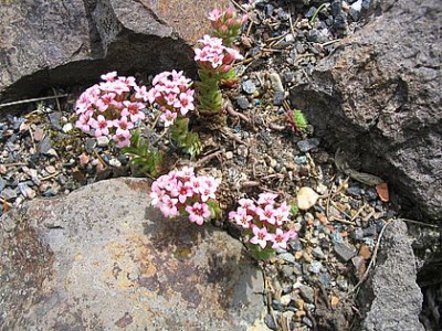 Sempervivum_ciliosum_fars_2007.jpg
