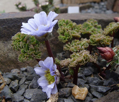 Callianthemum farreri19-2.jpg