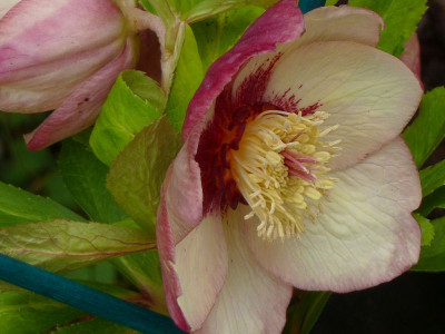 Helleb.Sunrise Shades 2.jpg