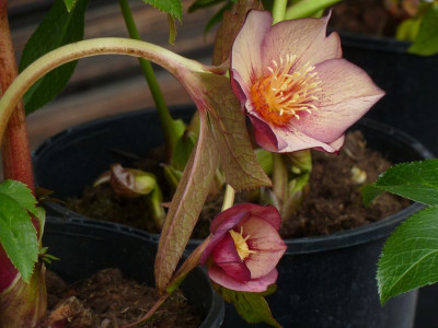 Helleb.Single apricot streaked 2.jpg