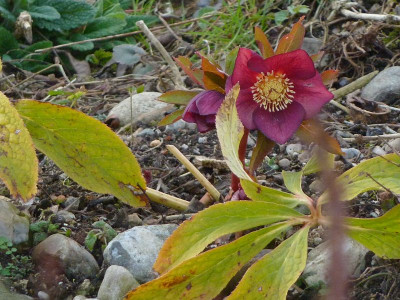 Helleb.Single apricot streaked 4jpg.jpg