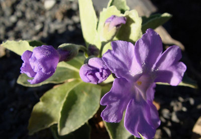Primula allionii x miniera.jpg