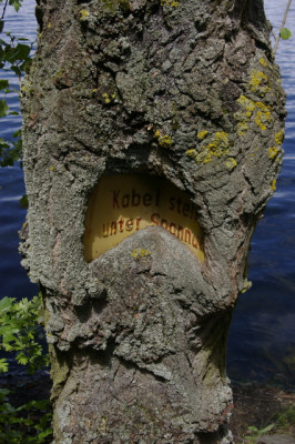 Baum_Zeit.jpg