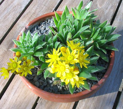 Aeonium_simsii_fars_2007.jpg