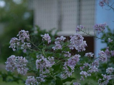hesperis_mauve_2007-05.jpg