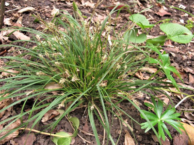 gras.img.JPG