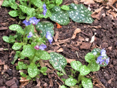 pulmonaria1.img.JPG