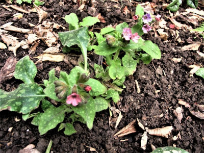 pulmonaria.img.JPG