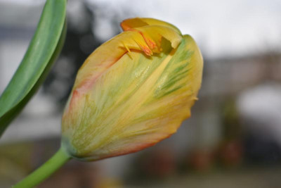 tulpe 006.JPG