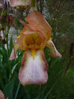 iris_parplatz2.jpg