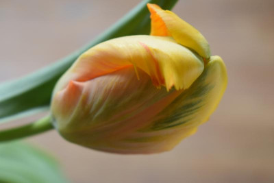 tulpe 014.JPG