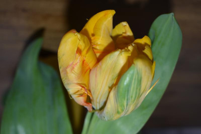 tulpe 001.JPG