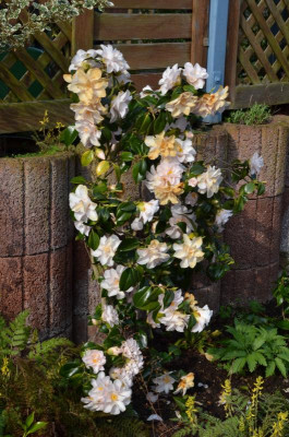 Camellia-Hagoromo.16-5.jpg