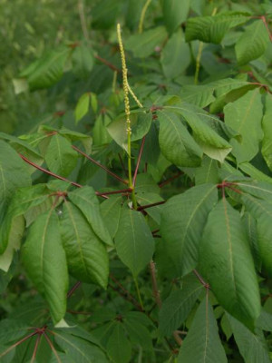 aesculus_parviflora_blattstiele_2007-05-20.jpg