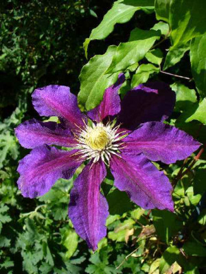 clematis_TheVagabond.jpg