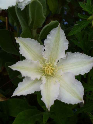 clematis_GillianBlades.jpg