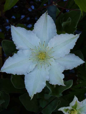 clematis_GillianBlades1.jpg