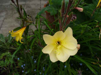 oenothera_odorata_LemonSunset.jpg