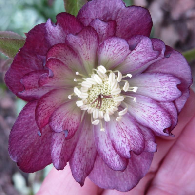 Helleborus Ash bicolor_7673.jpg