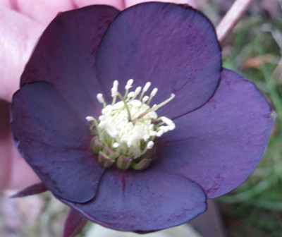Helleborus Kram schiefer_7678.jpg