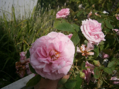 Rosen2016 019.JPG