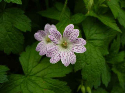 geranium_garten_versicolor.jpg