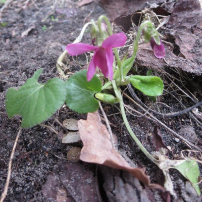 Viola odorata 'Bobby'_7670.jpg
