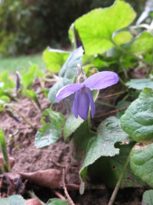 Viola odorata 'John Baddenbury'_7668.jpg