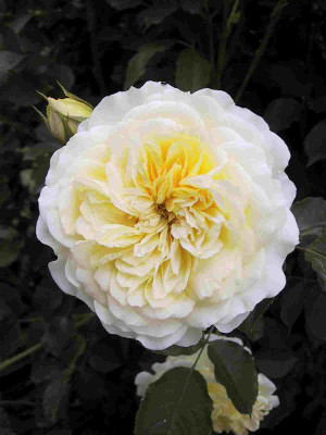 rose_gartentreppe_ThePilgrim.jpg