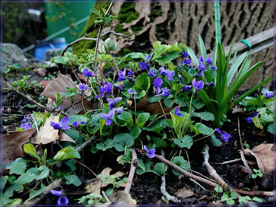 R-Viola-800px.jpg