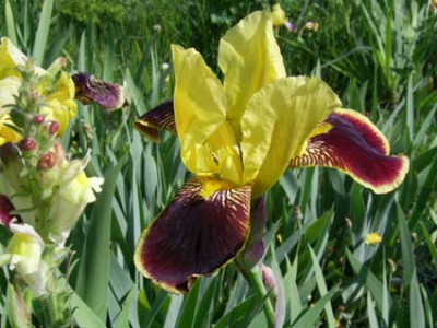 unbekannt_im_Nana_Beet_PIC_0331.JPG