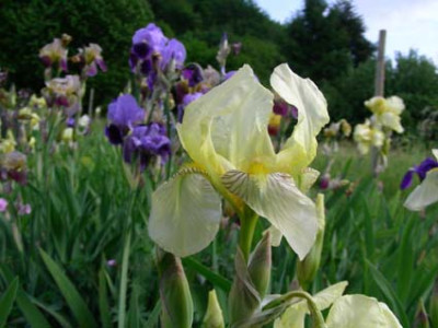 flavescens_DSCN0925.JPG